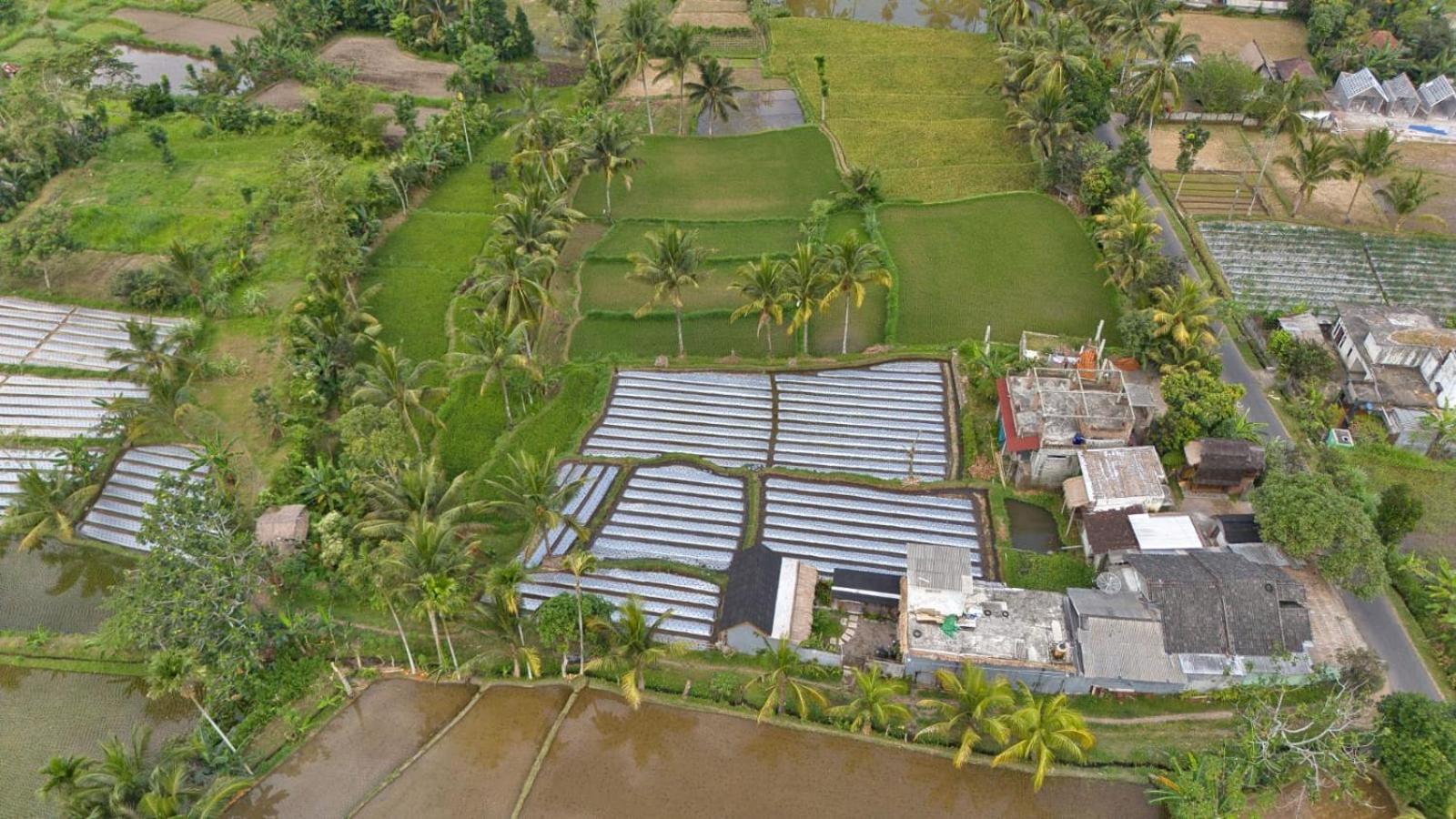Dira Bungalows Tetebatu Phòng bức ảnh